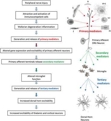 Mediators of Neuropathic Pain; Focus on Spinal Microglia, CSF-1, BDNF, CCL21, TNF-α, Wnt Ligands, and Interleukin 1β